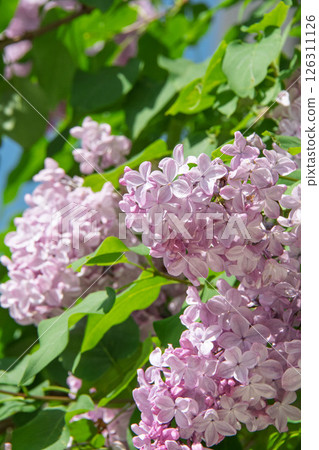紫丁香 126311126