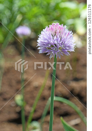 Allium Allium 126311176