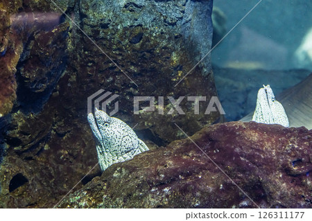 Two moray eels Two moray eels 126311177