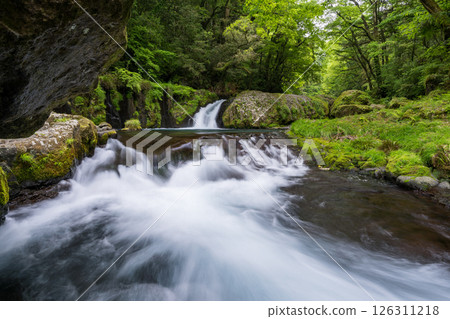 Beautiful scenery of Kikuchi Gorge when it was fresh green Beautiful scenery of Kikuchi Gorge when it was fresh green 126311218