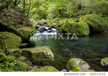 Beautiful scenery of Kikuchi Gorge when it was fresh green 126311235