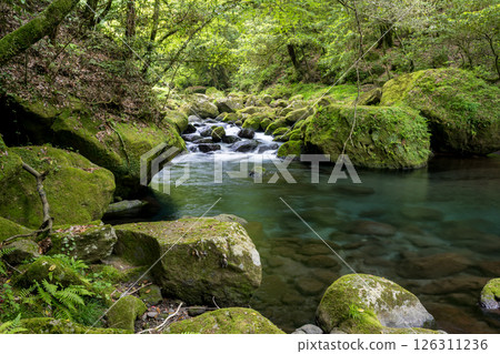 Beautiful scenery of Kikuchi Gorge when it was fresh green Beautiful scenery of Kikuchi Gorge when it was fresh green 126311236