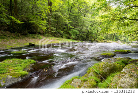 Beautiful scenery of Kikuchi Gorge when it was fresh green Beautiful scenery of Kikuchi Gorge when it was fresh green 126311238