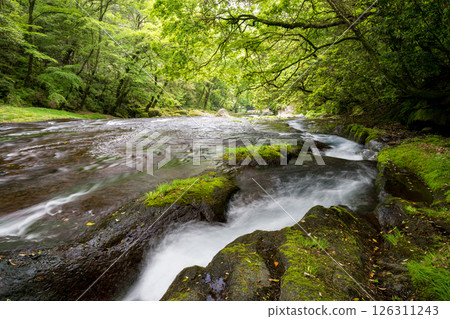Beautiful scenery of Kikuchi Gorge when it was fresh green 126311243