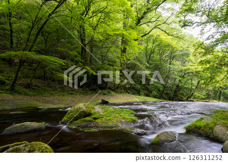 Beautiful scenery of Kikuchi Gorge when it was fresh green 126311252