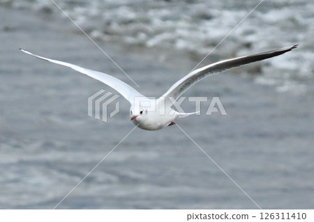 Flying black-headed gull Flying black-headed gull 126311410