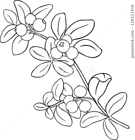 Lingonberry Branch with Berries and Leaves Outline Illustration. Organic natural nutritional healthy food ingredient, vegetarian diet product. 126311416