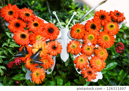 Top view of colorful gerbera flowers with two Parthenos sylvia butterflies visible from above in Singapore Butterfly Garden. 126311897