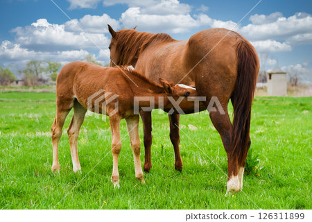 Foal nurses from mare in green field under blue sky with clouds. Peaceful rural moment of animal care and natural bond in countryside Foal nurses from mare in green field under blue sky with clouds. Peaceful rural moment of animal care and natural bond in countryside 126311899