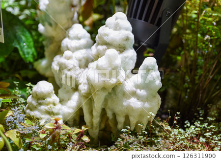 Fluorescent aragonite stalagmite with branching white formations, glowing softly under UV light in a mossy natural cave environment. Fluorescent aragonite stalagmite with branching white formations, glowing softly under UV light in a mossy natural cave environment. 126311900