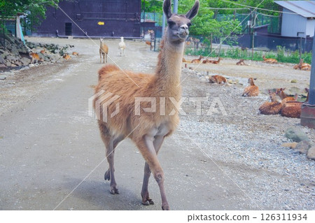 那須野生動物園的駱駝 126311934