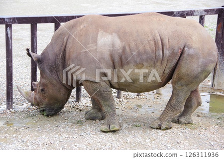 Southern white rhino at Nasu Safari Park Southern white rhino at Nasu Safari Park 126311936
