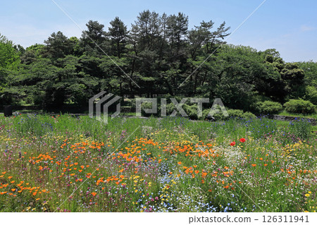 Flower garden Flower garden 126311941