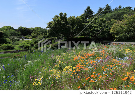 Flower garden Flower garden 126311942