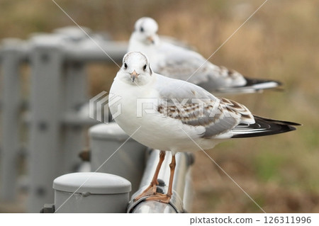 A black-headed gull perched on a fence looking at me 126311996