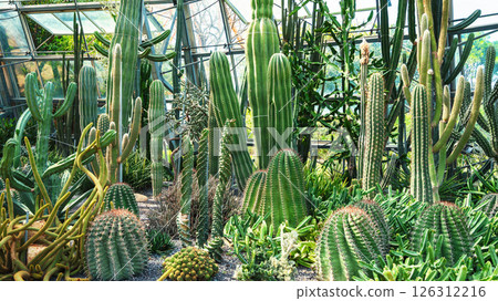 beautiful tall cactus and succulents in greenhouse at the botanical garden of tropical plants 126312216
