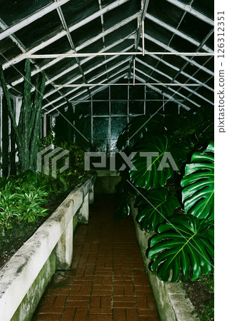Brick walkway in a greenhouse lined with ornamental plants, photographed at night with flash Brick walkway in a greenhouse lined with ornamental plants, photographed at night with flash 126312351
