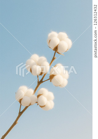 藍天下盛開的白色棉花花的特寫。自然材料圖像。 藍天下盛開的白色棉花花的特寫。自然材料圖像。 126312432
