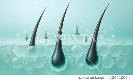 Hair growth process under a microscope showing the interaction of hair follicles with surrounding cells 126312624