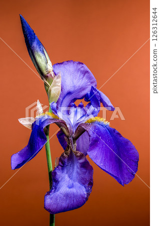 Vibrant Blue Iris Bloom and Bud on Warm Earth Tone Vibrant Blue Iris Bloom and Bud on Warm Earth Tone 126312644