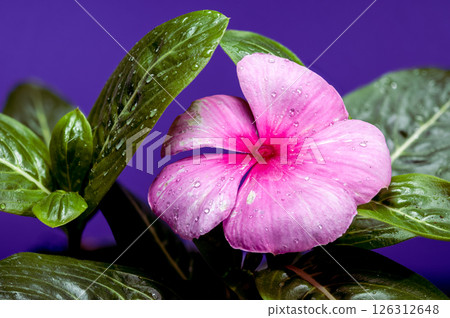 Pink Periwinkle Bloom with Water Droplets on Purple 126312648