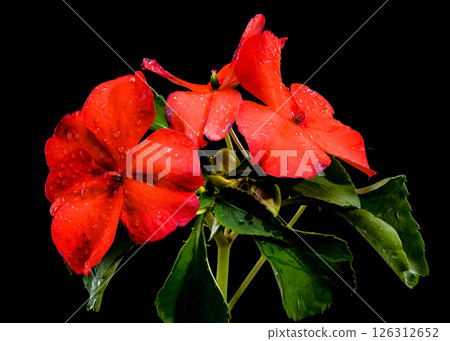 Vibrant Red Impatiens with Water Droplets on Black 126312652