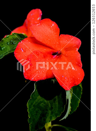 Vibrant Red Impatiens with Water Droplets on Black 126312653