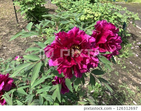 花 126312697