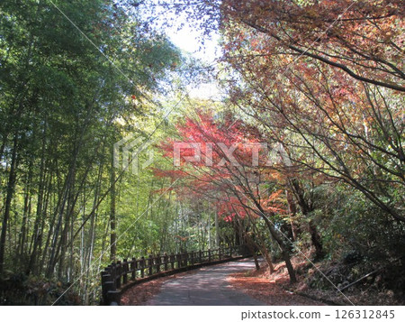 日本色彩繽紛的秋葉的美麗風景 126312845