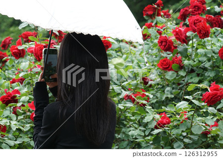Woman looking at a red rose 126312955