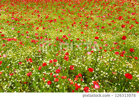 A poppy field with a beautiful contrast with the small white flowers 126313078