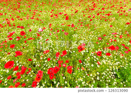 A poppy field with a beautiful contrast with the small white flowers 126313090
