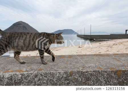 沿著堤壩走的貓 126313156