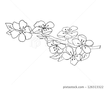 Apricot Blossom Branch Line Drawing Apricot Blossom Branch Line Drawing 126313322