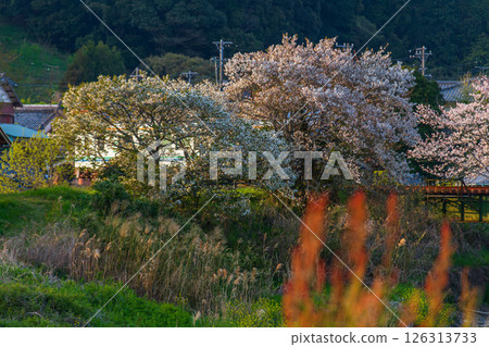 Hatakama, Kakegawa City, Shizuoka Prefecture Tenryu Hamanako Railway and scenery along the line 126313733