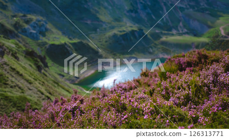 Vibrant purple heather flowers blooming on a mountain slope, with a blurred scenic view of a turquoise alpine lake and green peaks in the background 126313771