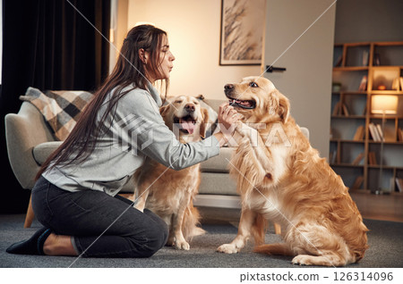 Animal is giving paw. Woman is with two golden retriever dogs at home Animal is giving paw. Woman is with two golden retriever dogs at home 126314096