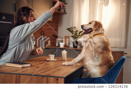Doing tricks while sitting by the table. Woman is with golden retriever dog at home Doing tricks while sitting by the table. Woman is with golden retriever dog at home 126314236