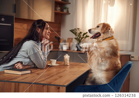 Doing tricks while sitting by the table. Woman is with golden retriever dog at home Doing tricks while sitting by the table. Woman is with golden retriever dog at home 126314238