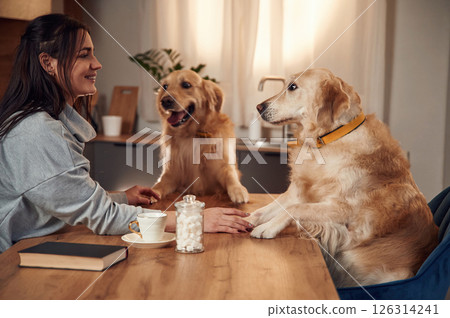 Sitting by the table together. Woman is with two golden retriever dogs at home Sitting by the table together. Woman is with two golden retriever dogs at home 126314241
