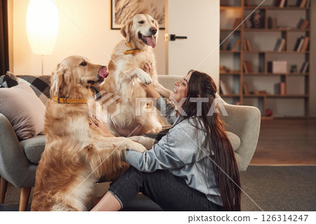 Playing together. Woman is with two golden retriever dogs at home Playing together. Woman is with two golden retriever dogs at home 126314247