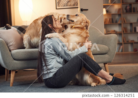 Playing together. Woman is with two golden retriever dogs at home 126314251