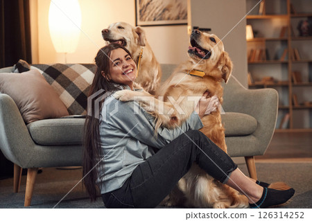 Playing together. Woman is with two golden retriever dogs at home Playing together. Woman is with two golden retriever dogs at home 126314252
