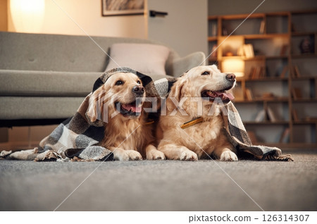 Under the blanket. Two golden retrievers is together at domestic room indoors Under the blanket. Two golden retrievers is together at domestic room indoors 126314307