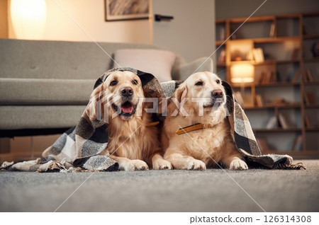 Under the blanket. Two golden retrievers is together at domestic room indoors Under the blanket. Two golden retrievers is together at domestic room indoors 126314308