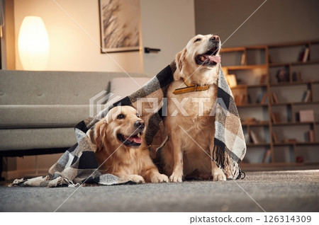 Under the blanket. Two golden retrievers is together at domestic room indoors 126314309