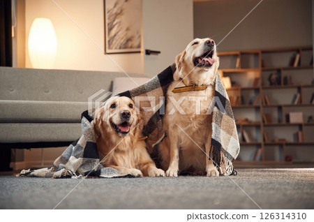 Under the blanket. Two golden retrievers is together at domestic room indoors Under the blanket. Two golden retrievers is together at domestic room indoors 126314310