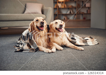 Lying down on the floor. Two golden retrievers is together at domestic room indoors Lying down on the floor. Two golden retrievers is together at domestic room indoors 126314314