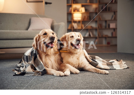 Portrait of two golden retrievers that are together at domestic room indoors Portrait of two golden retrievers that are together at domestic room indoors 126314317