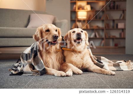 Portrait of two golden retrievers that are together at domestic room indoors 126314319